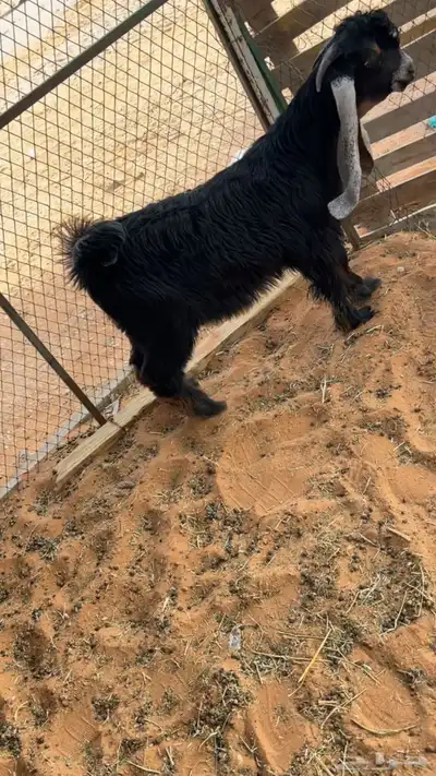 لاهل النوادر تيس صعب 2