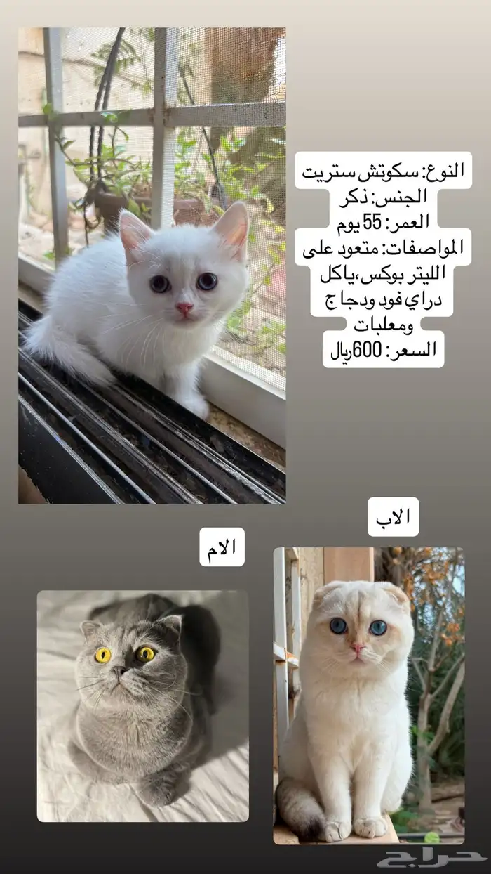 قطط سكوتش فولد وستريت 3