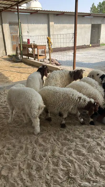 للبيع خرفان 5