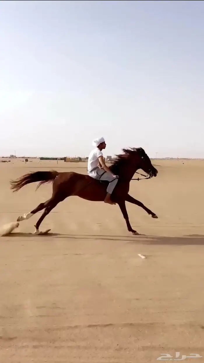 فرس شعبيه 3