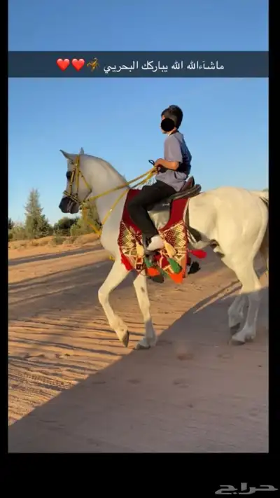 حصان سبوق للبيع 4
