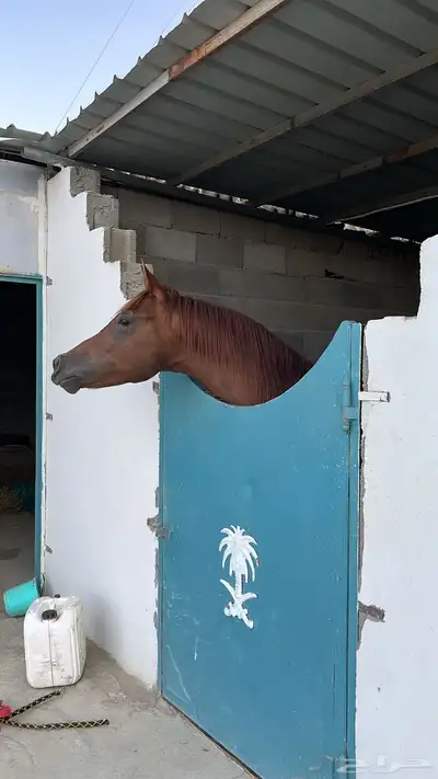 حصان للبيع 2