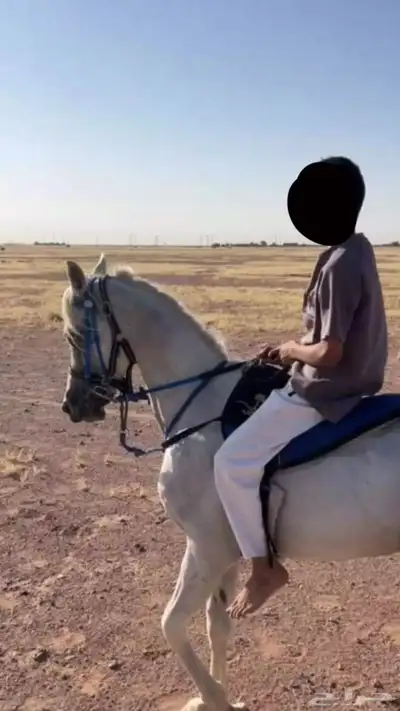 حصان سبوق للبيع 0