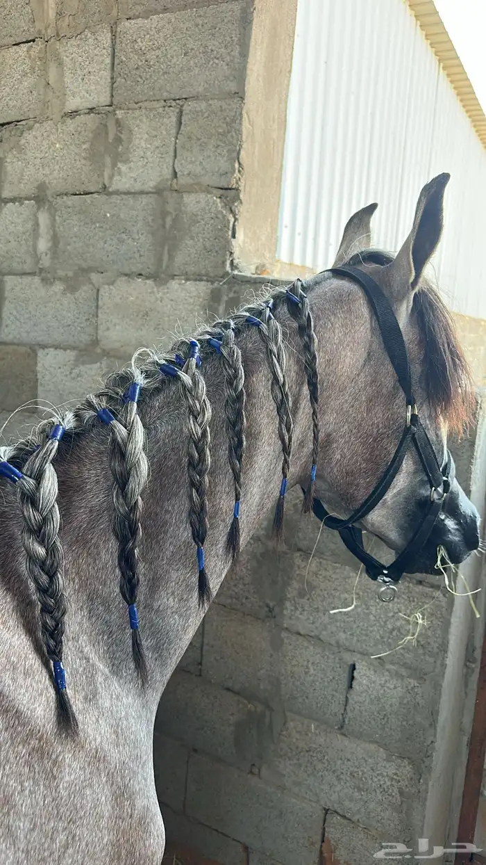 مهر واهو جميل 1