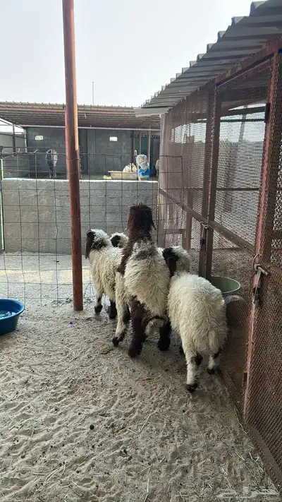 للبيع خرفان 3