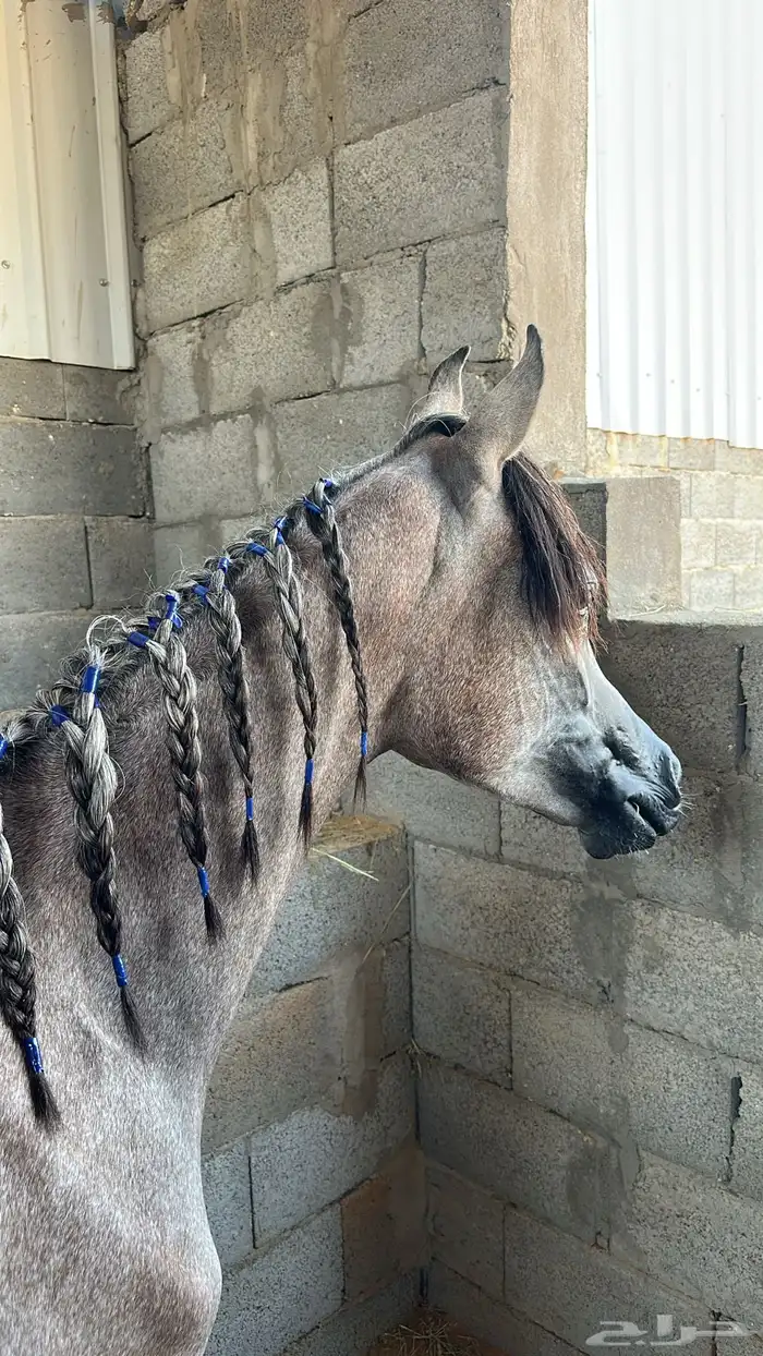 مهر واهو جميل 0