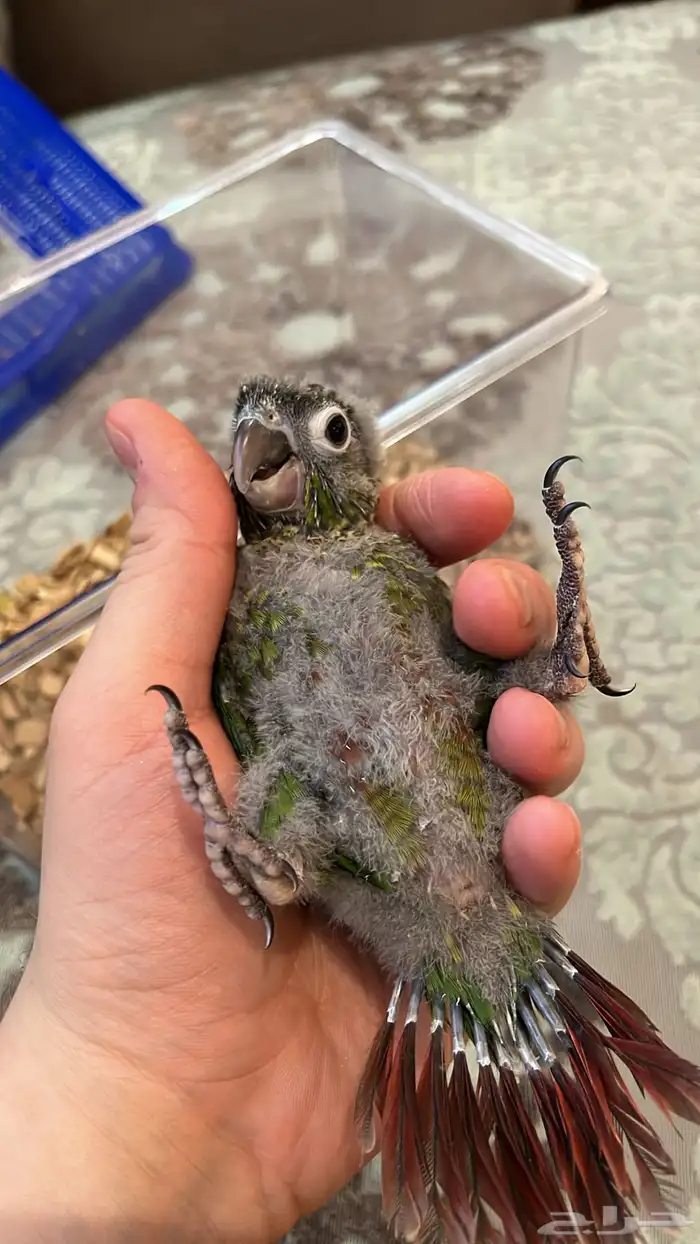 (( تم البيع )) 1