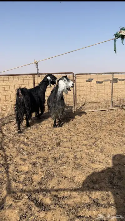 معزا 1