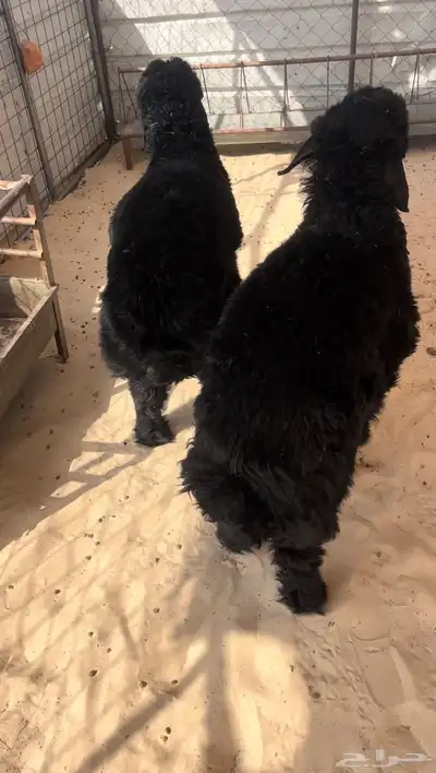 خرفان 2