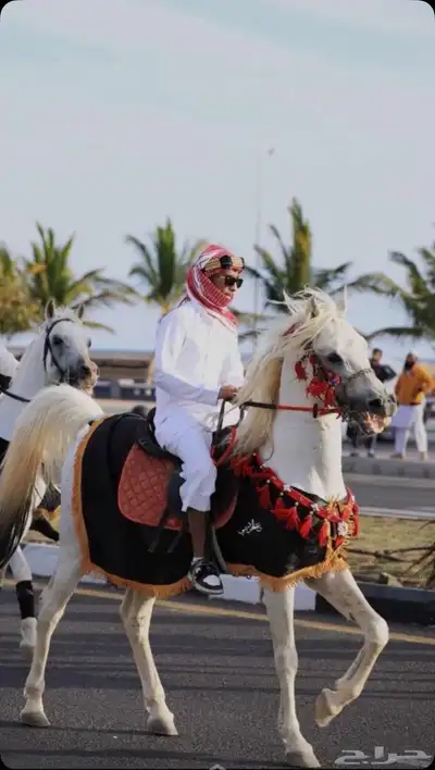 خيل لبيع صمل حار البيع مستعجل وصامل ما نختلف معه الحد خمسة 2