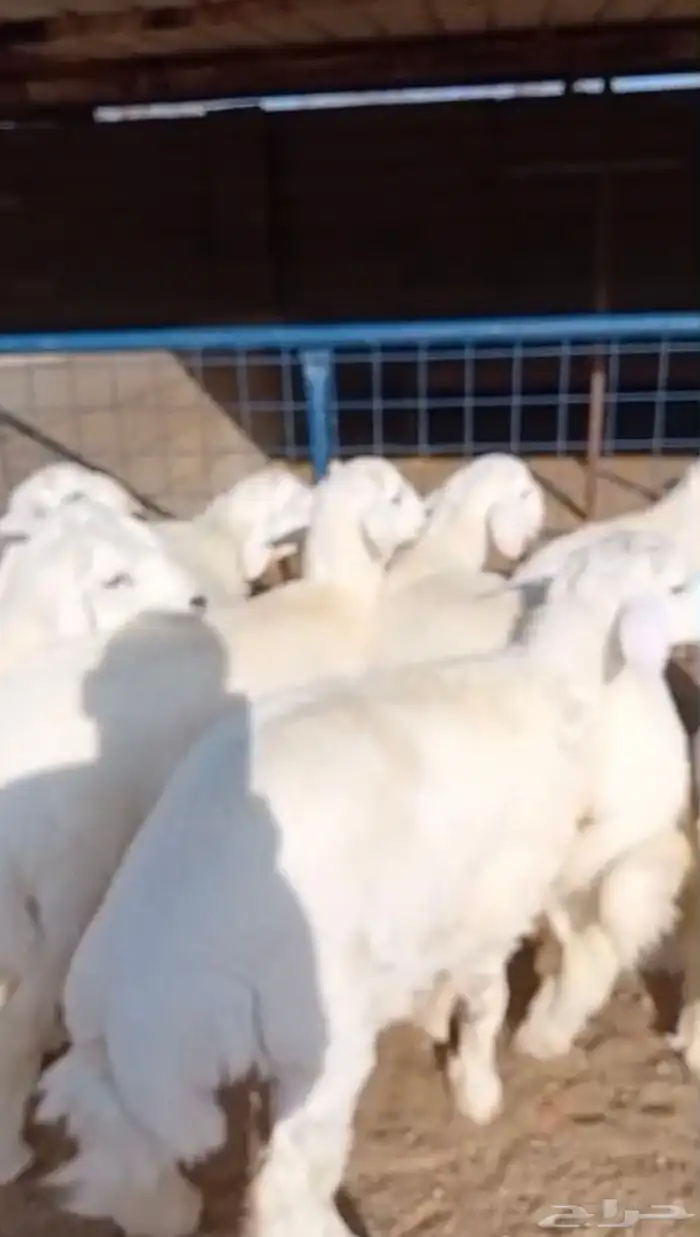 ذبايح اقساط من تابي وتمارا سواكن وحريات 1