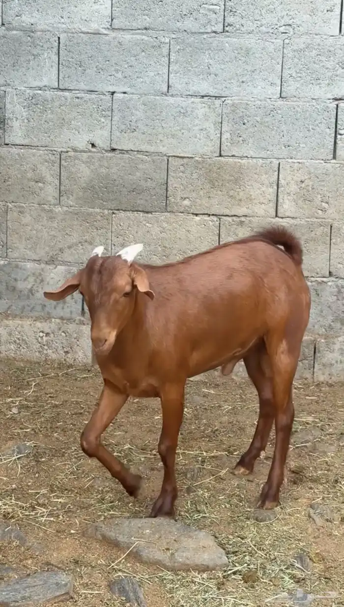 مشروع فحل ادهم كايف(تم البيع) 4