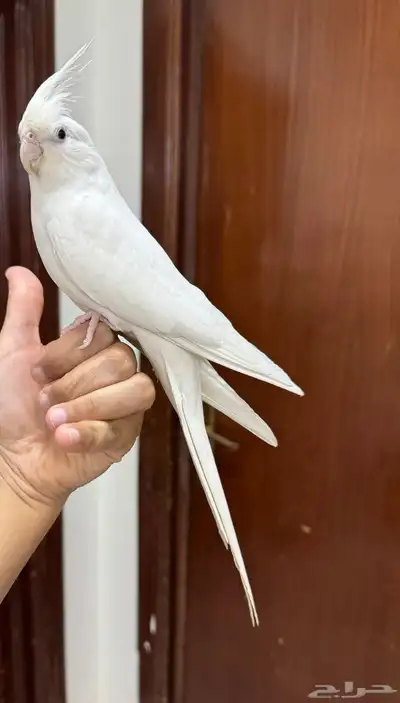 كروان البينو اليف جدا هدد نشبه حنونه جدا 12