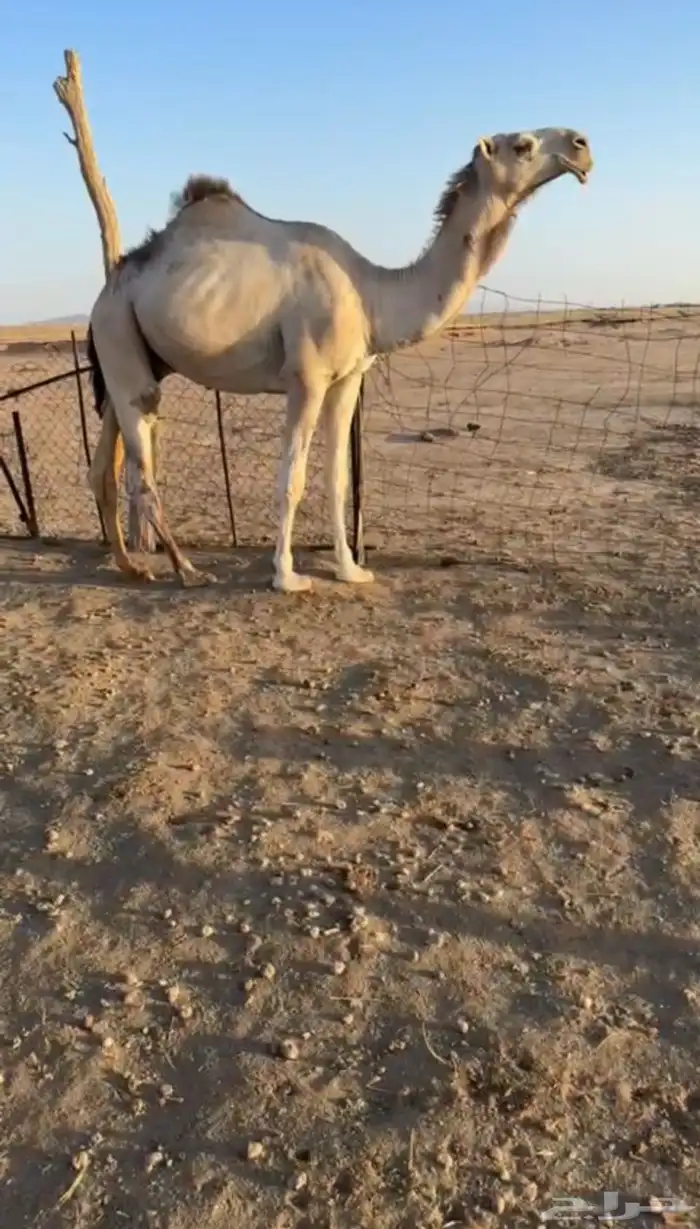 للبيع قعود حيسوني جذع اشتاء ذا 0