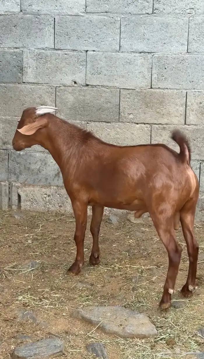 مشروع فحل ادهم كايف(تم البيع) 2