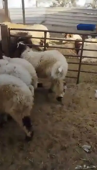 ذبايح 1