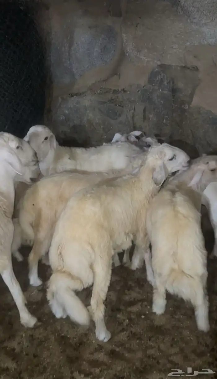 طليان وتيوس عرض خاص 2