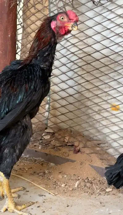 طقم دجاج اذناب الهند 3
