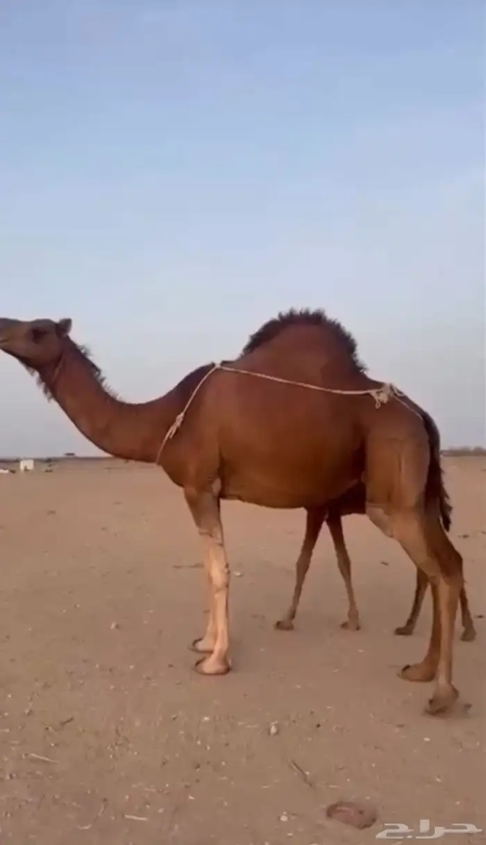 خلفه ساحليه كفوو 2
