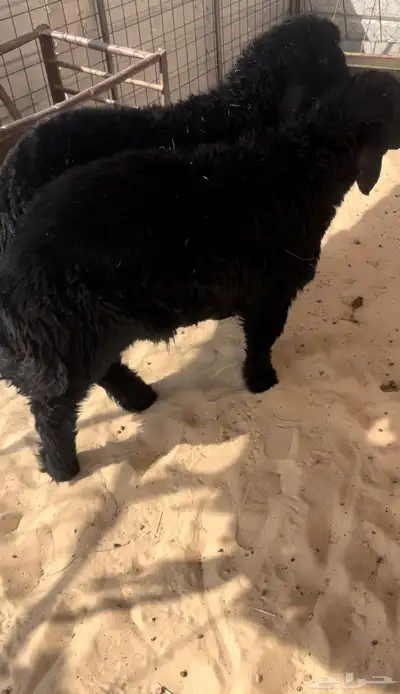خرفان 1