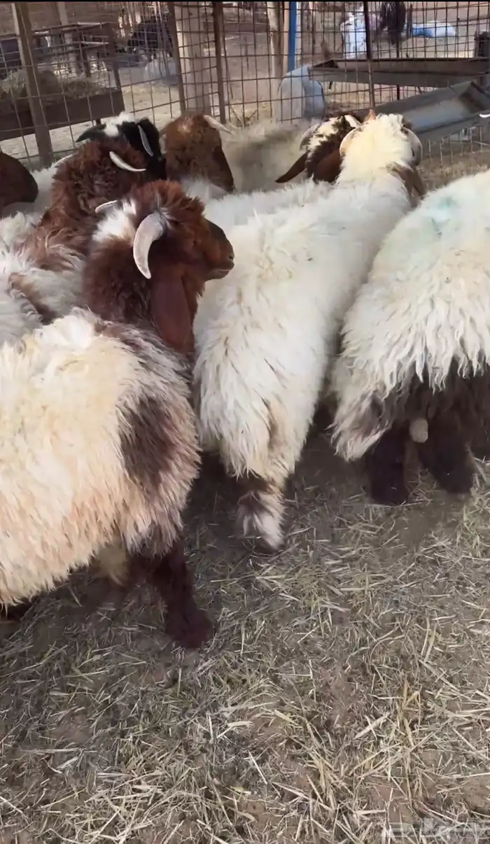 نعيم تم البيع  تم البيع 2