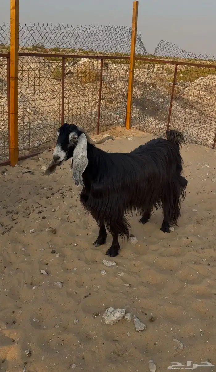 عنز عارضيه جرم 2