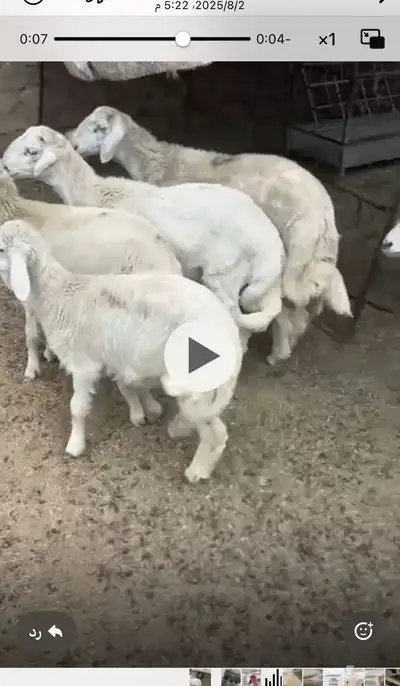 6 طليان 0