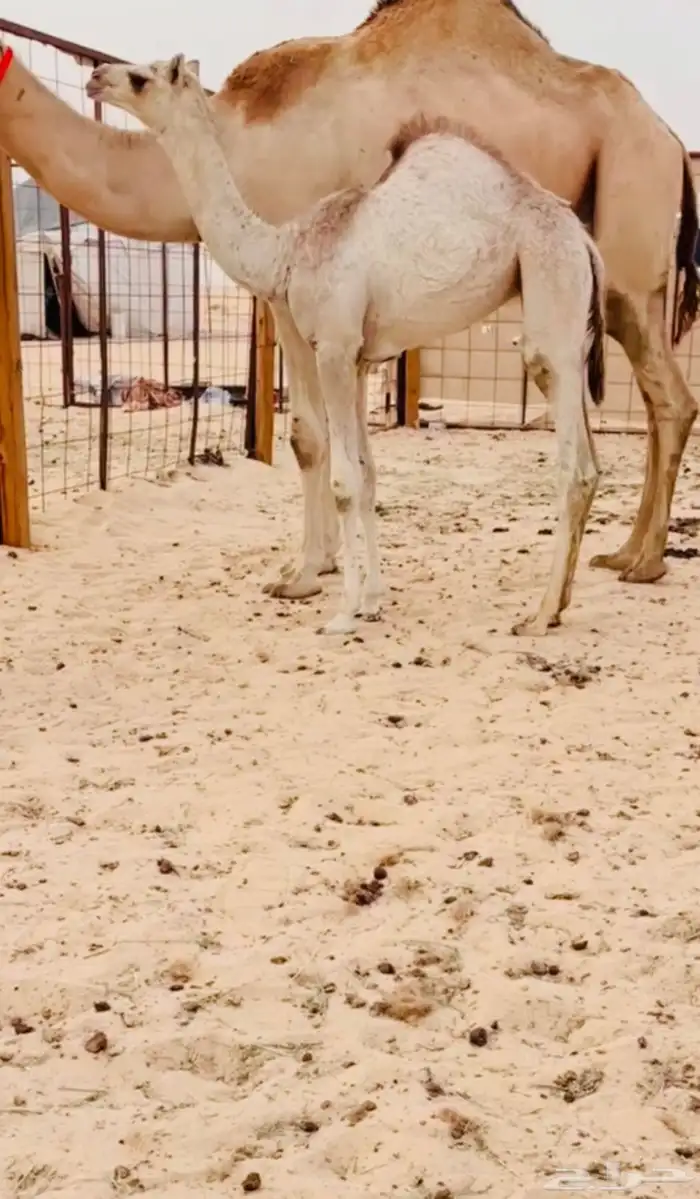 خلفه كفو تحتها بكره للبيع هجن 1