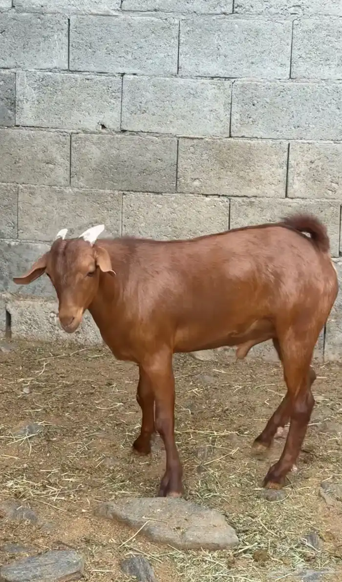 مشروع فحل ادهم كايف(تم البيع) 3