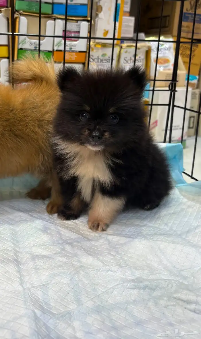 كلاب بمرنيان تي كب حجم صغير 2