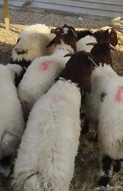 ذبايح 2