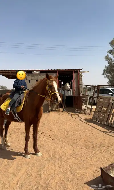 للبيع فرس شعبيه   المهر هديه معها 3