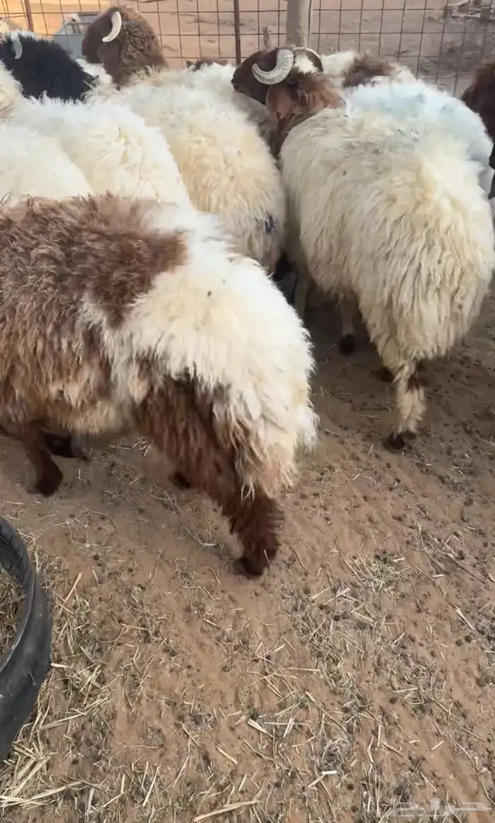 نعيم تم البيع  تم البيع 0