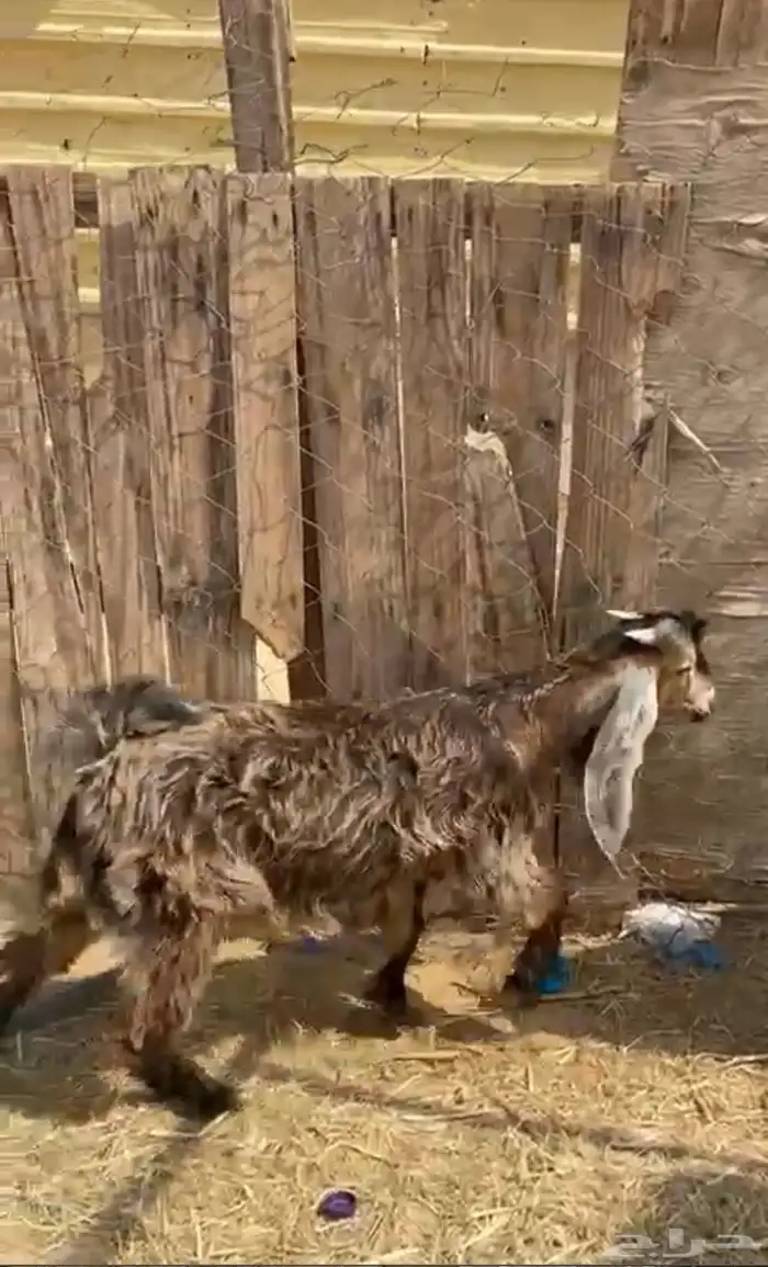 جفار للبيع 2 تيوس 1 صخله 2