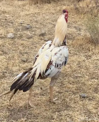 ديك نسل أبوريتاج 0