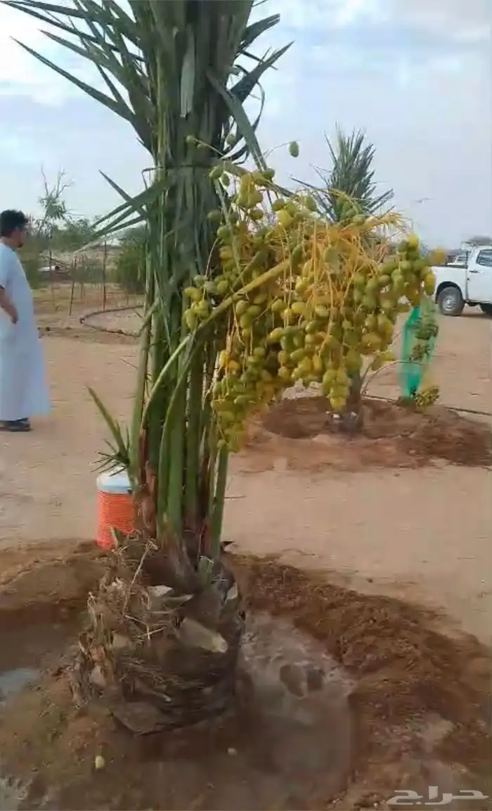 يوجد لدينا نخل البيع جميع انواع النخيل 0