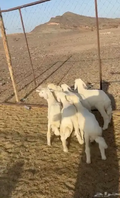 البيع 0