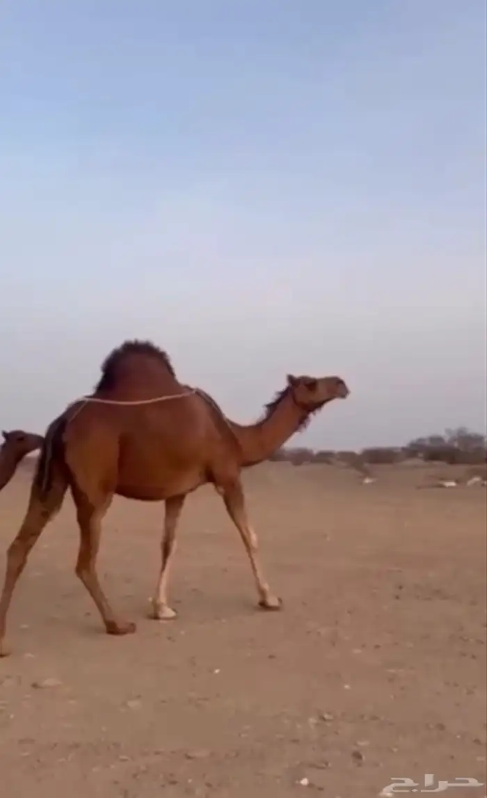خلفه ساحليه كفوو 4