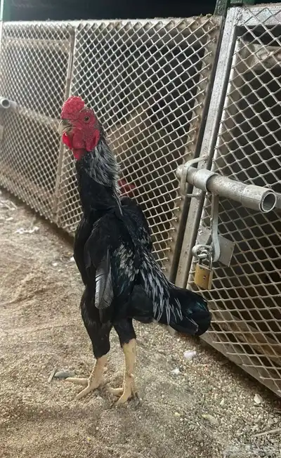 ديك كوشامو القزم 2