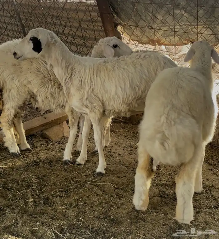 ذبايح .. تم البيع 5