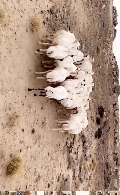 ضان صمع 1