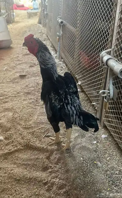ديك كوشامو القزم 1