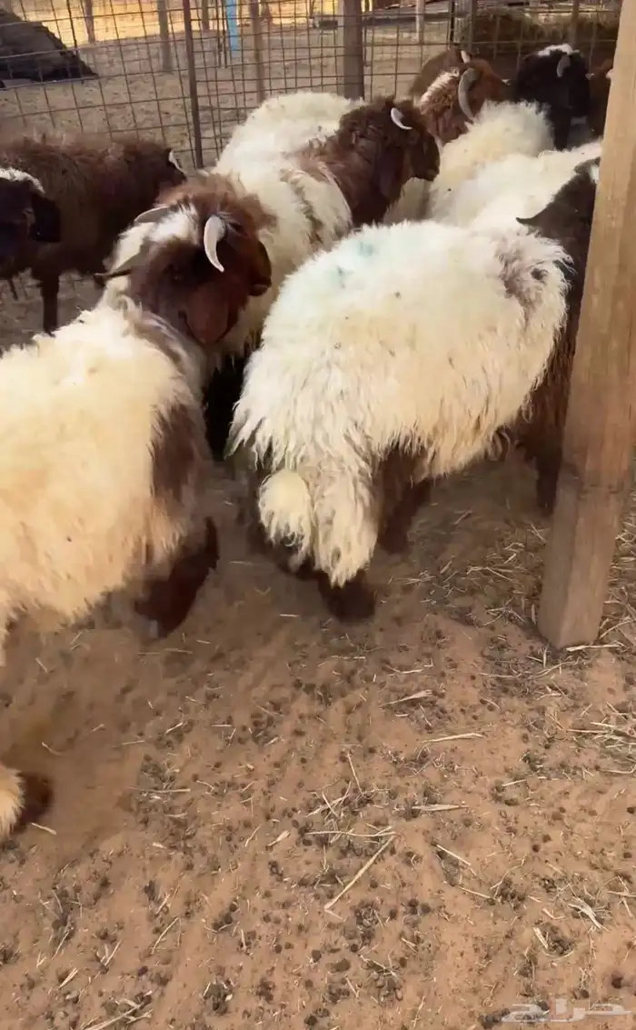 نعيم تم البيع  تم البيع 1