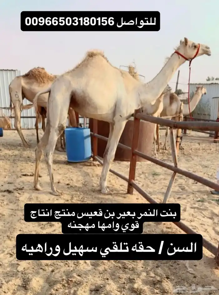 بكره بنت النمر بن قعيس للبيع هجن 0