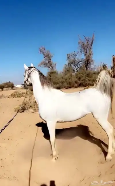 حصان شعبي 0