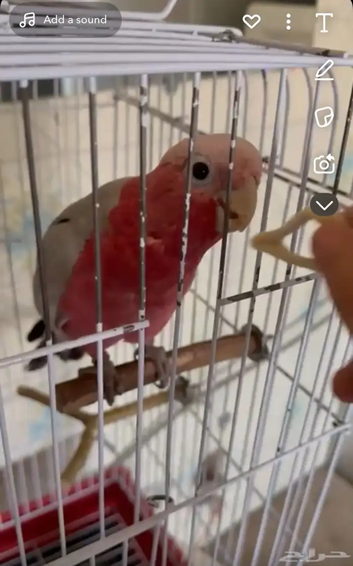طير ضايع كوكاتو حي المطار 0