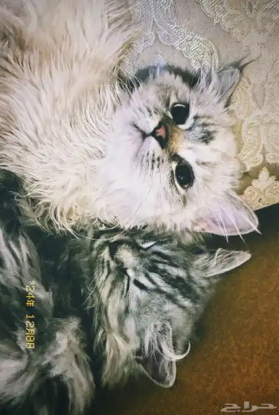 قطط للتبني 0