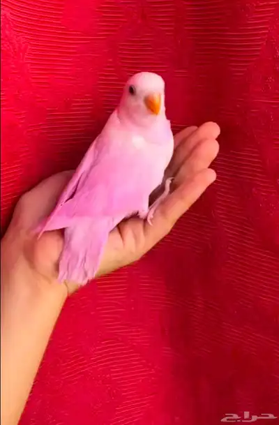 طيور روز اليفه وهدد 2