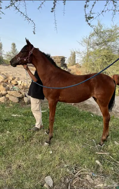مهره شعبيه 0