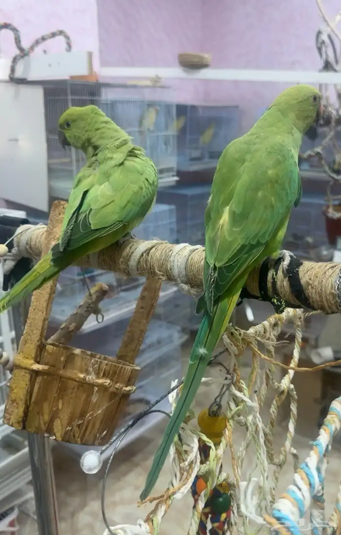 ببغاء دره هندي 0